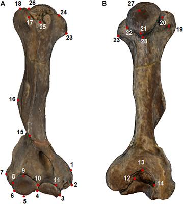 Locomotory Adaptations in 3D Humerus Geometry of Xenarthra: Testing for Convergence